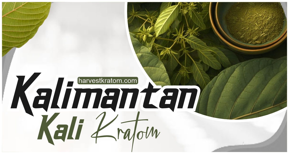 What is Kalimantan Kali Kratom: An In-depth Analysis - Harvest Kratom